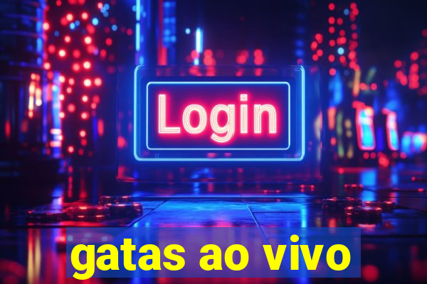 gatas ao vivo